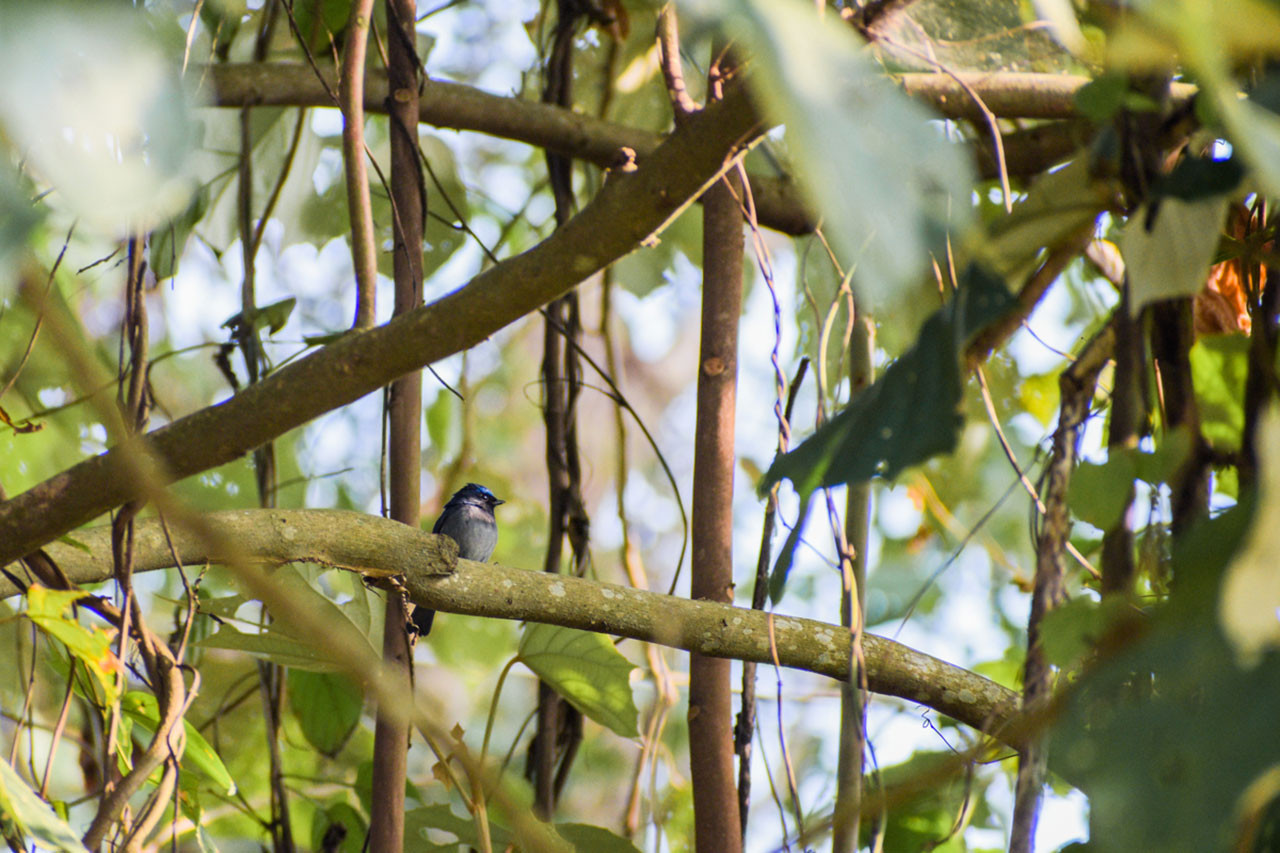 Small Niltava (Niltava macgrigoriae) in Pakke Tiger Reserve
