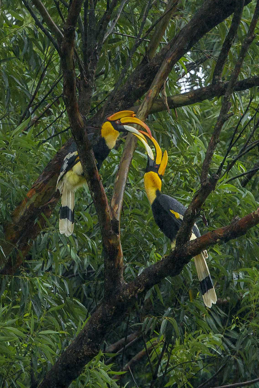 A great hornbill couple