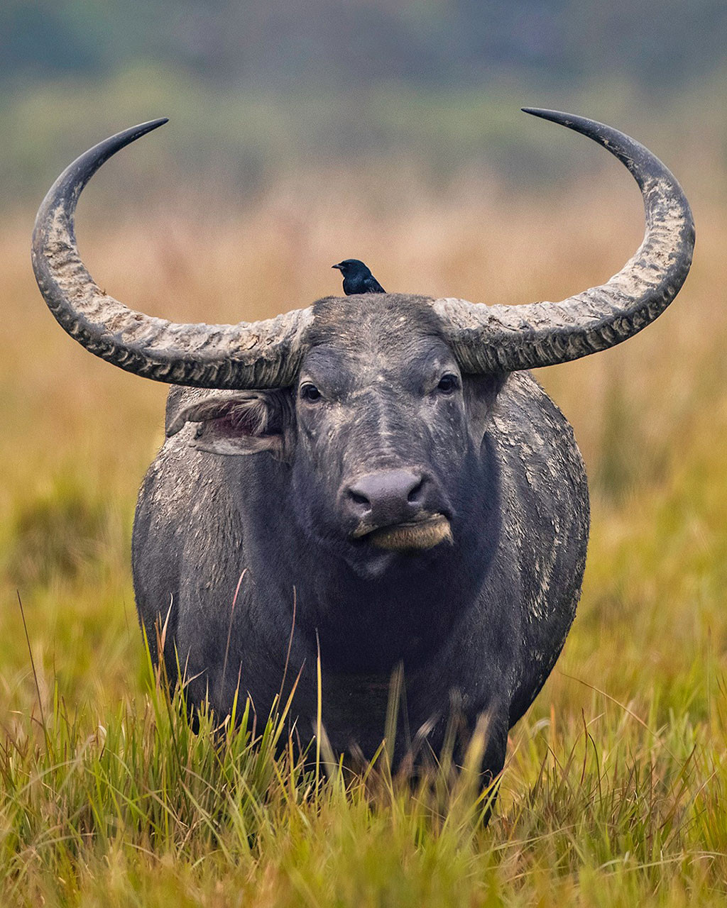 Chhattisgarh Sumon Das | Nature Infocus