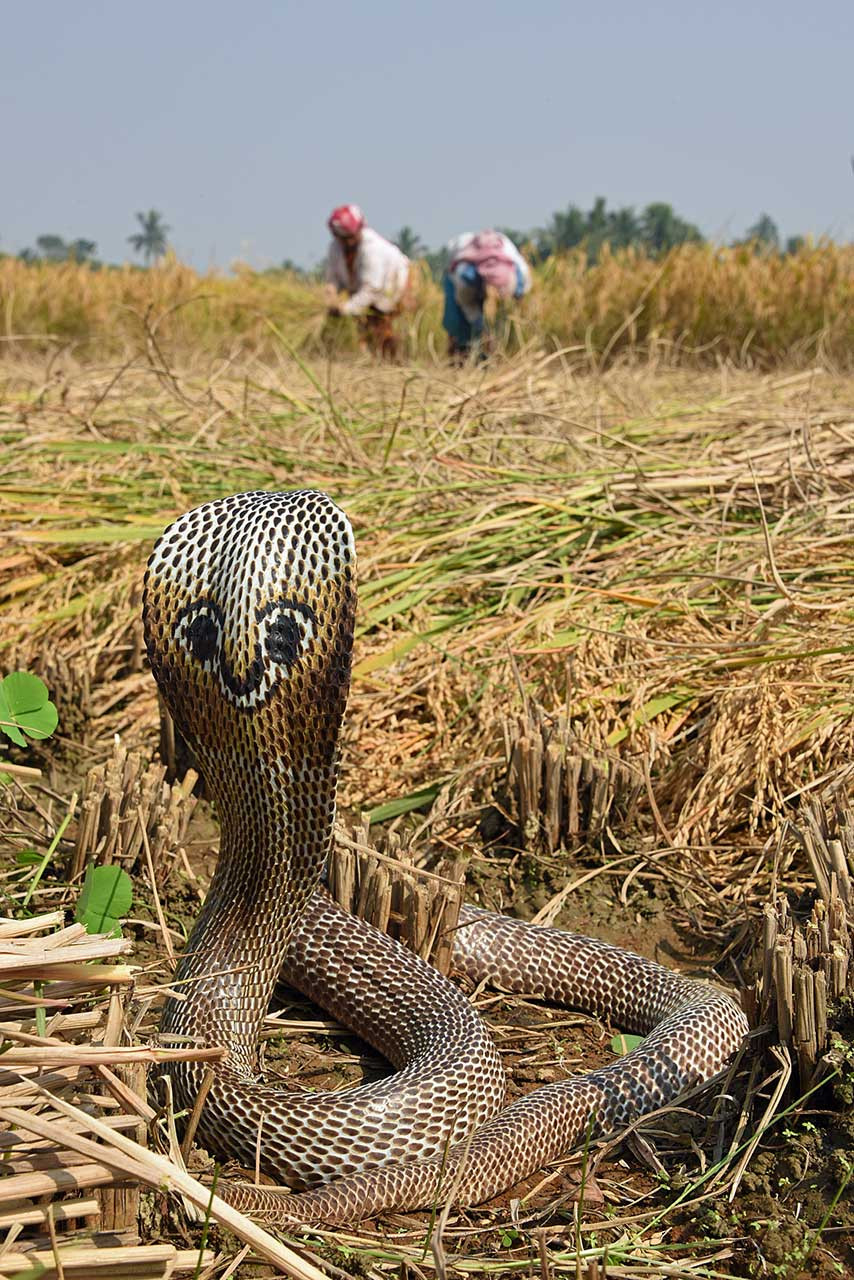 Spectacled Cobra | Nature inFocus
