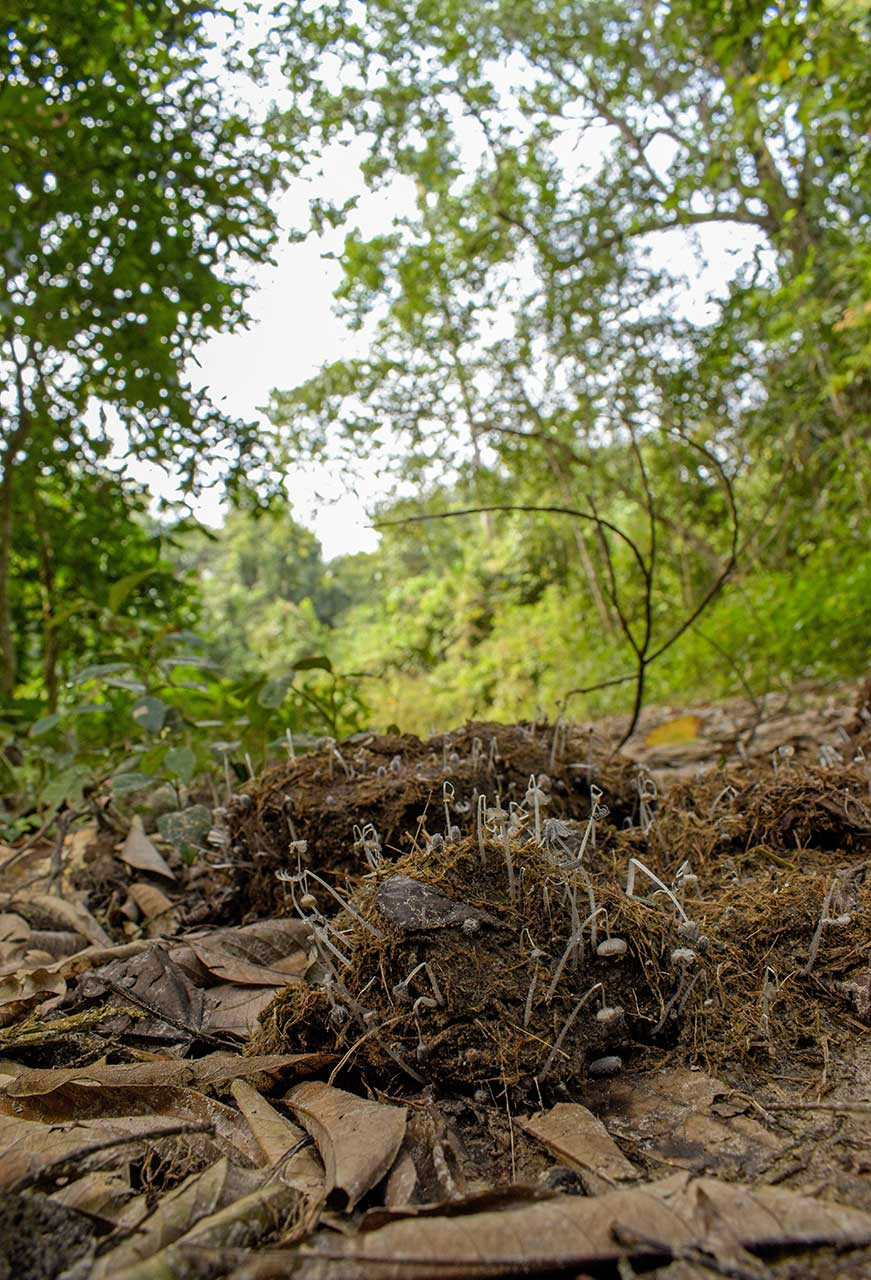 fungi growing on elephant dung in Pakke forest