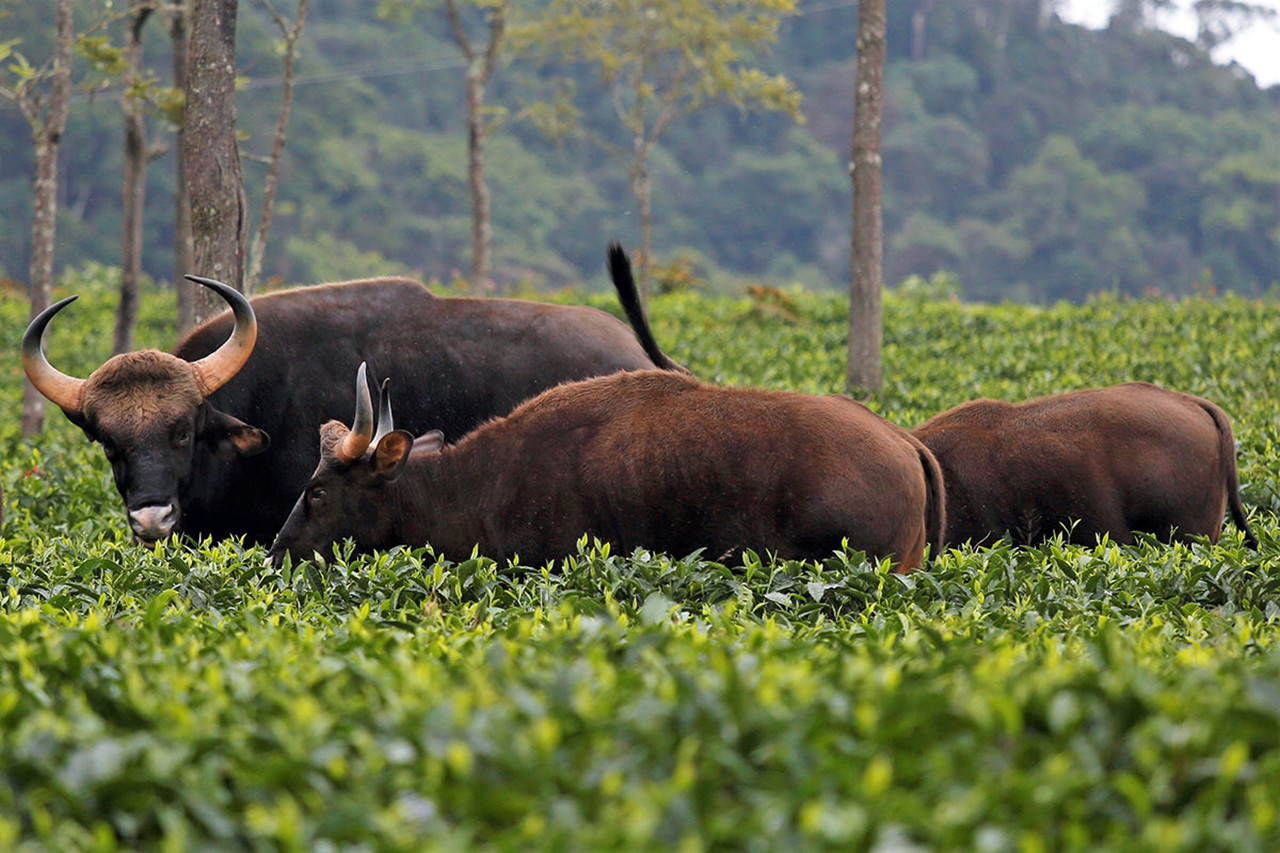 Gaur tea estate coonoor     x - The Timid Indian Gaur Is Taking To Towns In South India | Nature inFocus