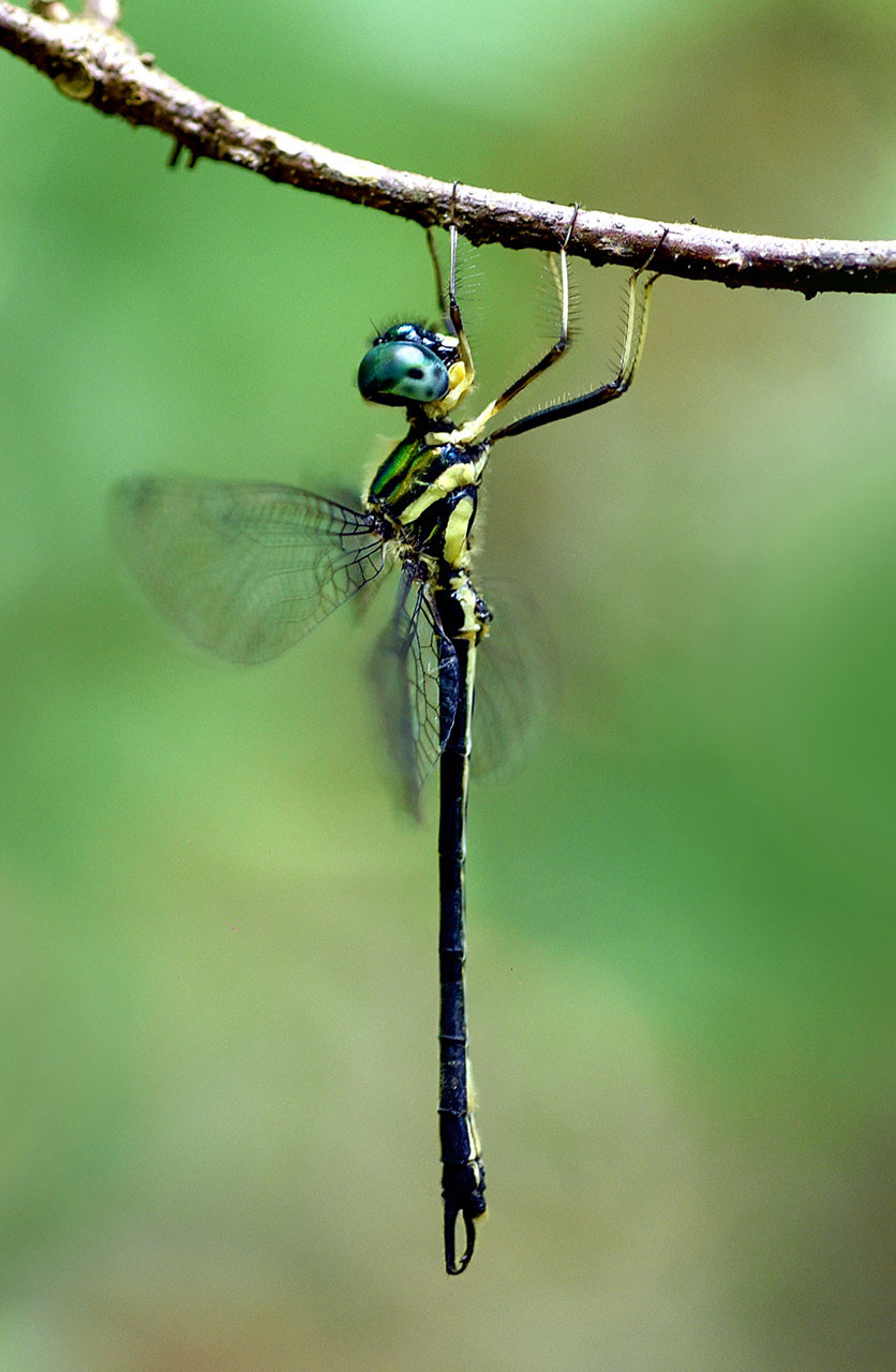 Goa Idionyx gomantakensis male | Nature Infocus