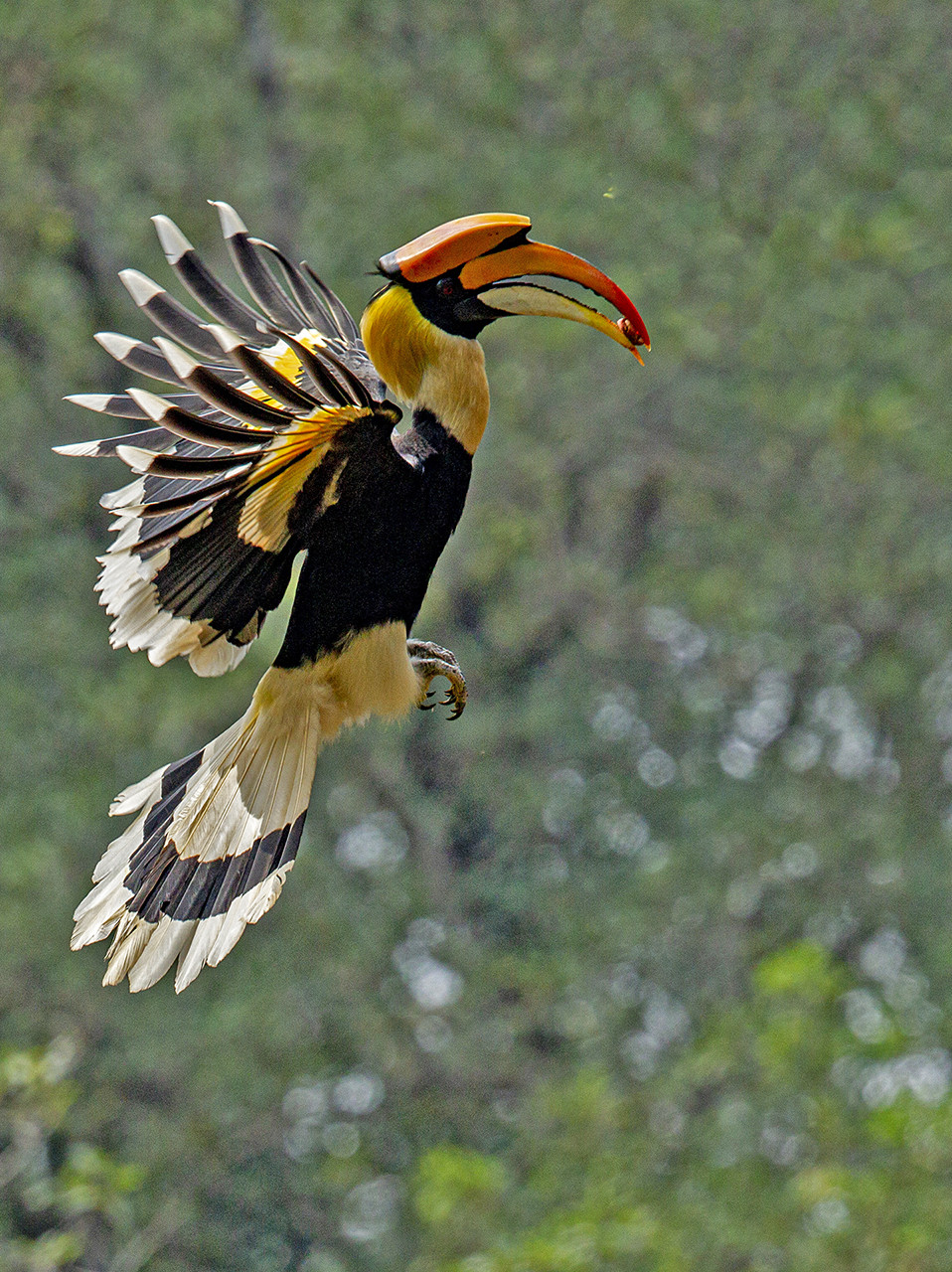 Great Hornbill with fruit
