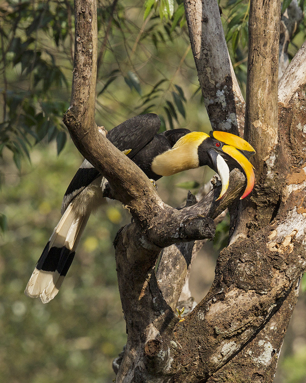 Great Hornbill Buceros bicornis