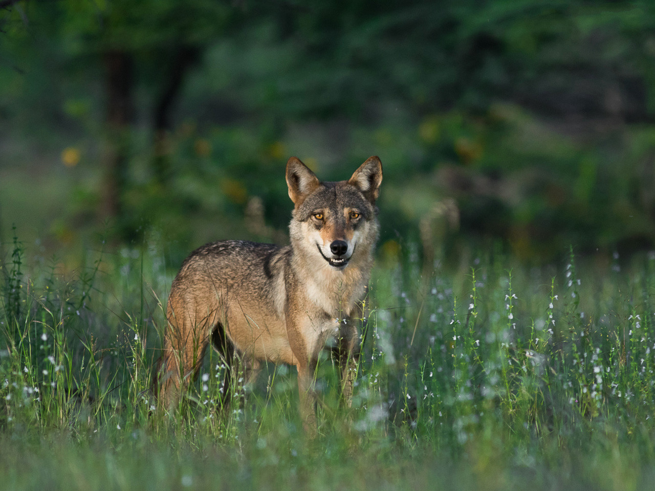 indian wolf grasslands