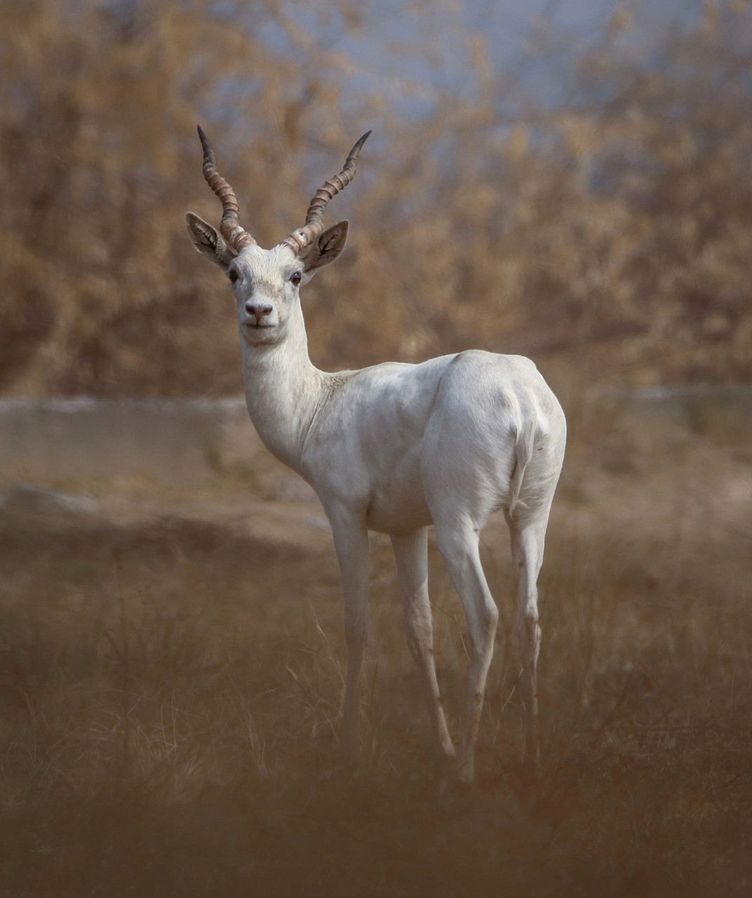 Leucistic Blackbuck Antelope