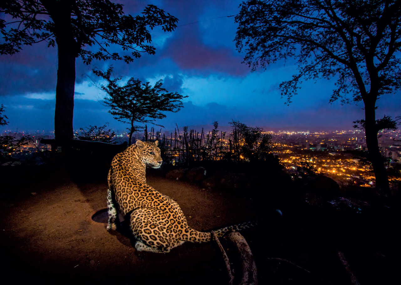 Loepard book pic - Paying Attention To The Rosette In India | Nature inFocus