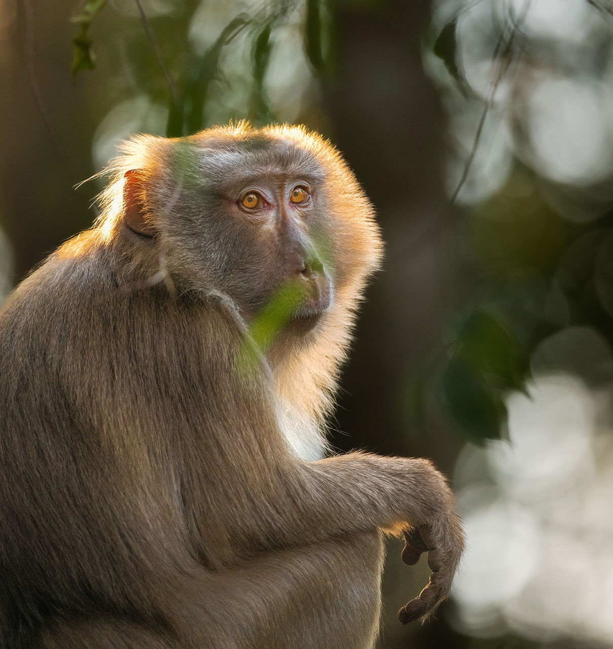 Northern pig tailed macaque Anindita | Nature Infocus