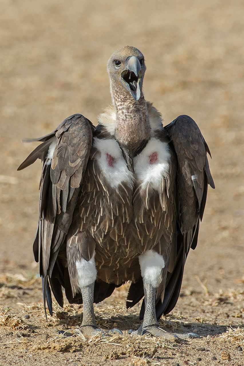 White-rumped Vulture or White-backed Vulture Gyps bengalensis