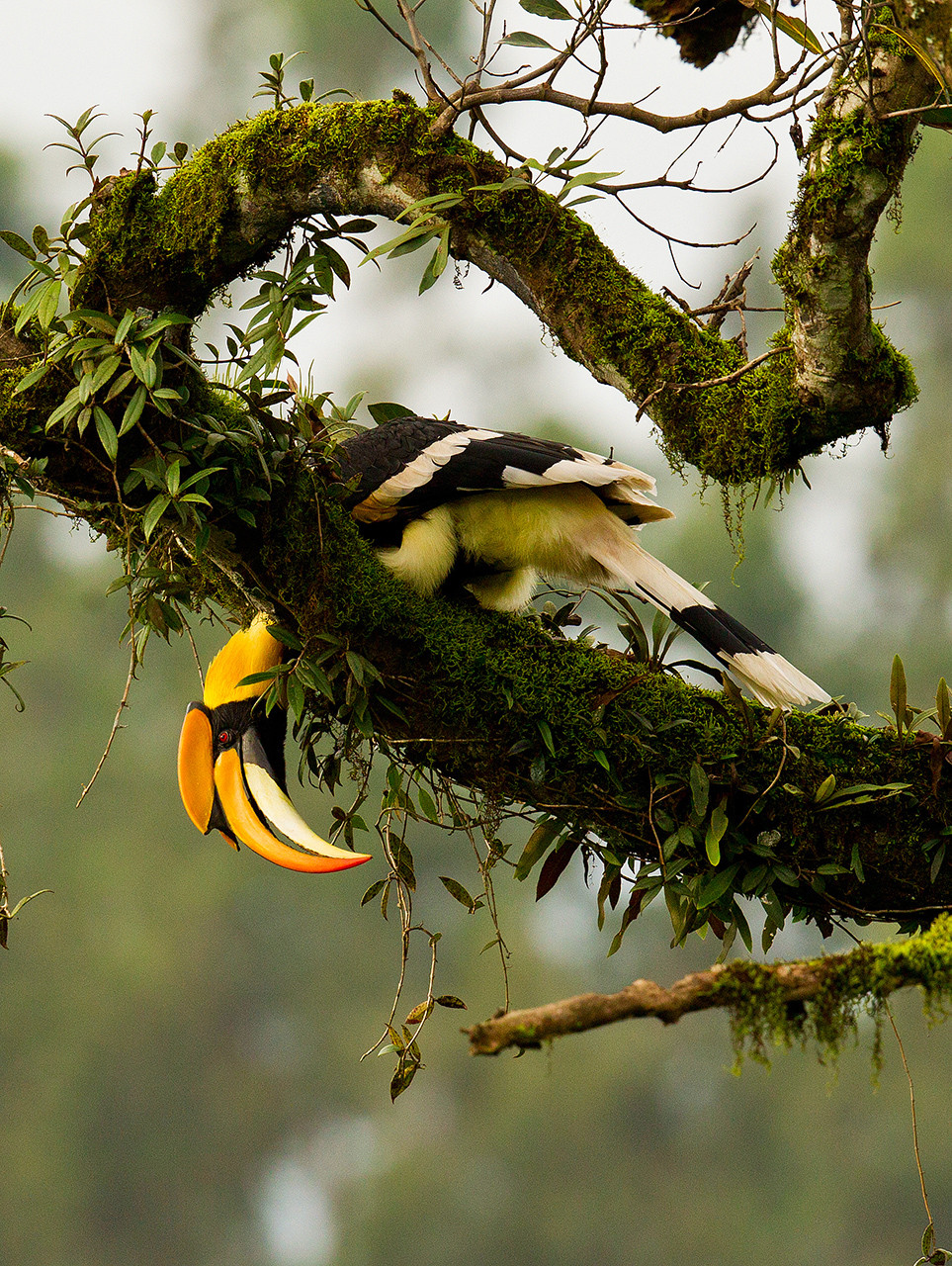 Great Hornbill on a tree in Western Ghats