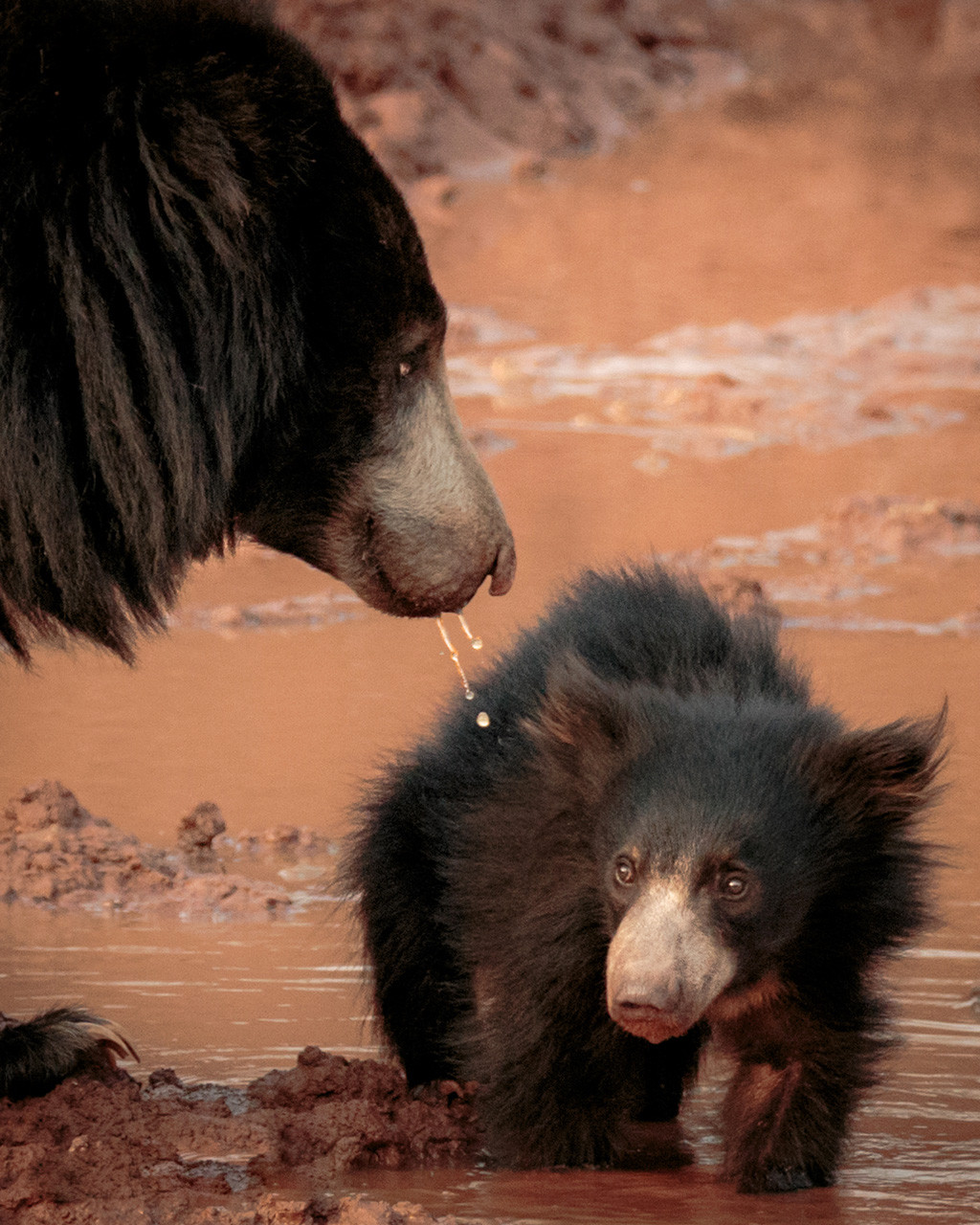Sloth Bear mother and baby bear in Satpura forest central India