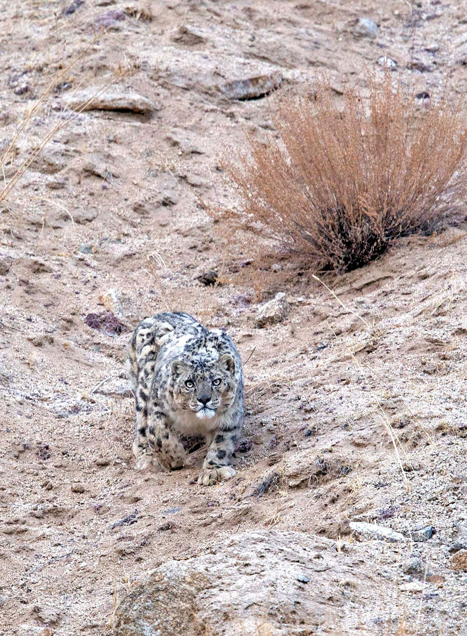 Snow Leopard stalking toward the camera | Nature Infocus