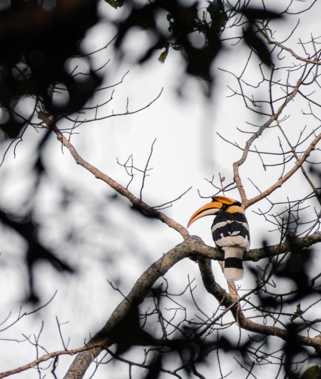 Great Indian Hornbill photographed in Pakke Tiger Reserve Forest