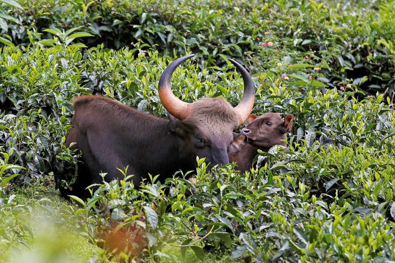 Untitled       x - The Timid Indian Gaur Is Taking To Towns In South India | Nature inFocus