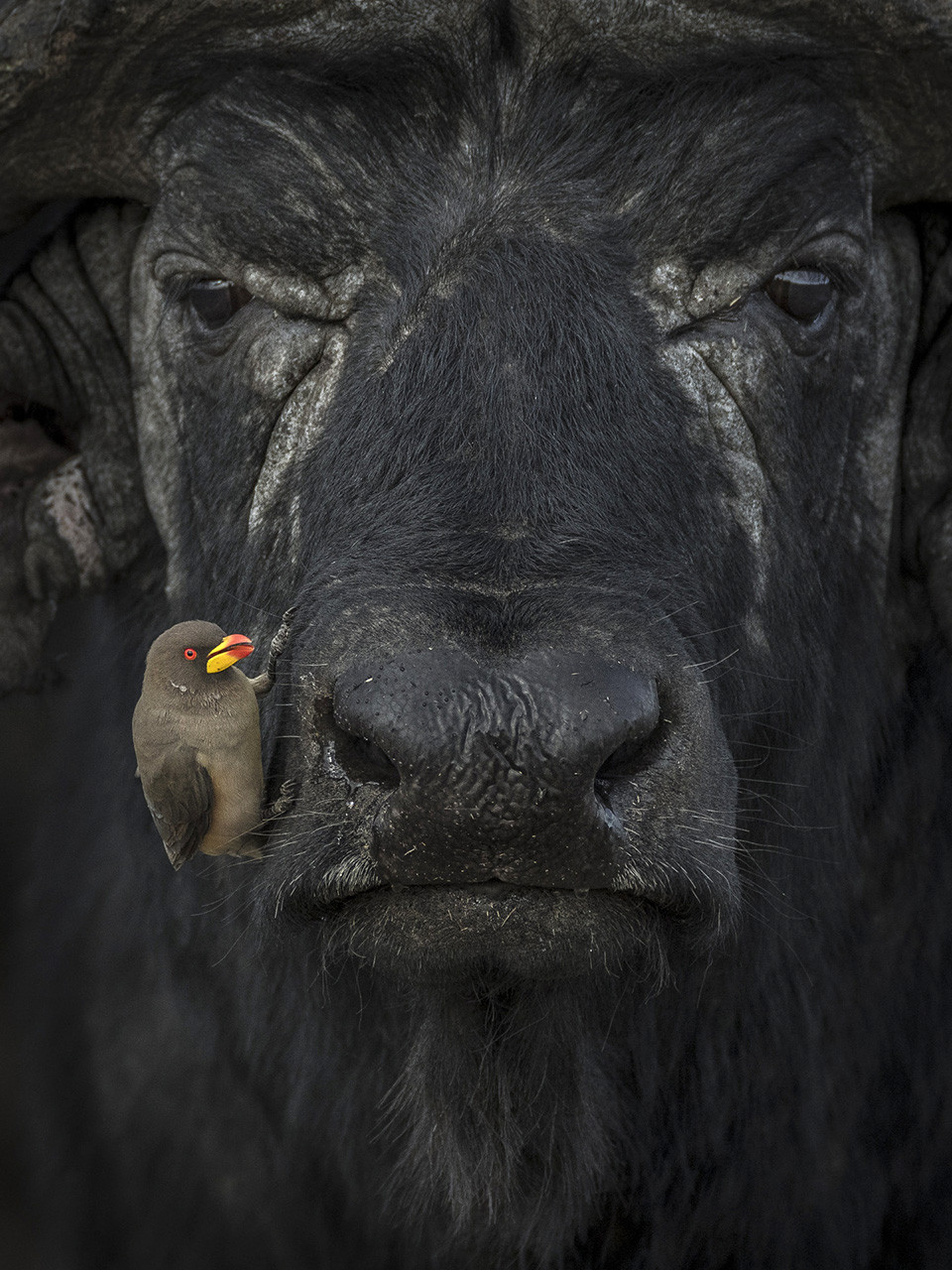      v    Lakshitha Karunarathna natureinfocus buffaloandoxpecker | Nature Infocus