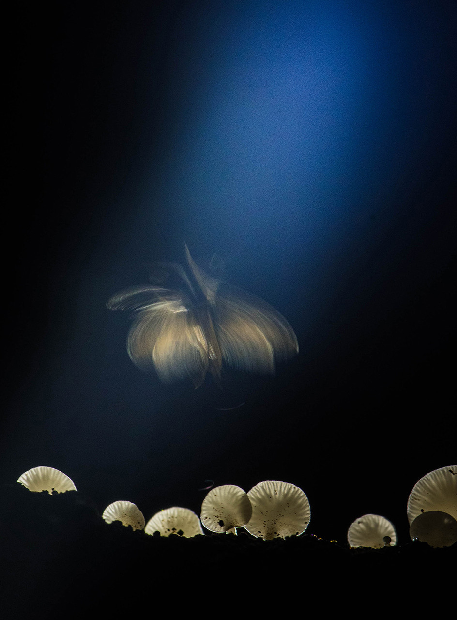      v    Mandar Ghumare dsc                | Nature Infocus