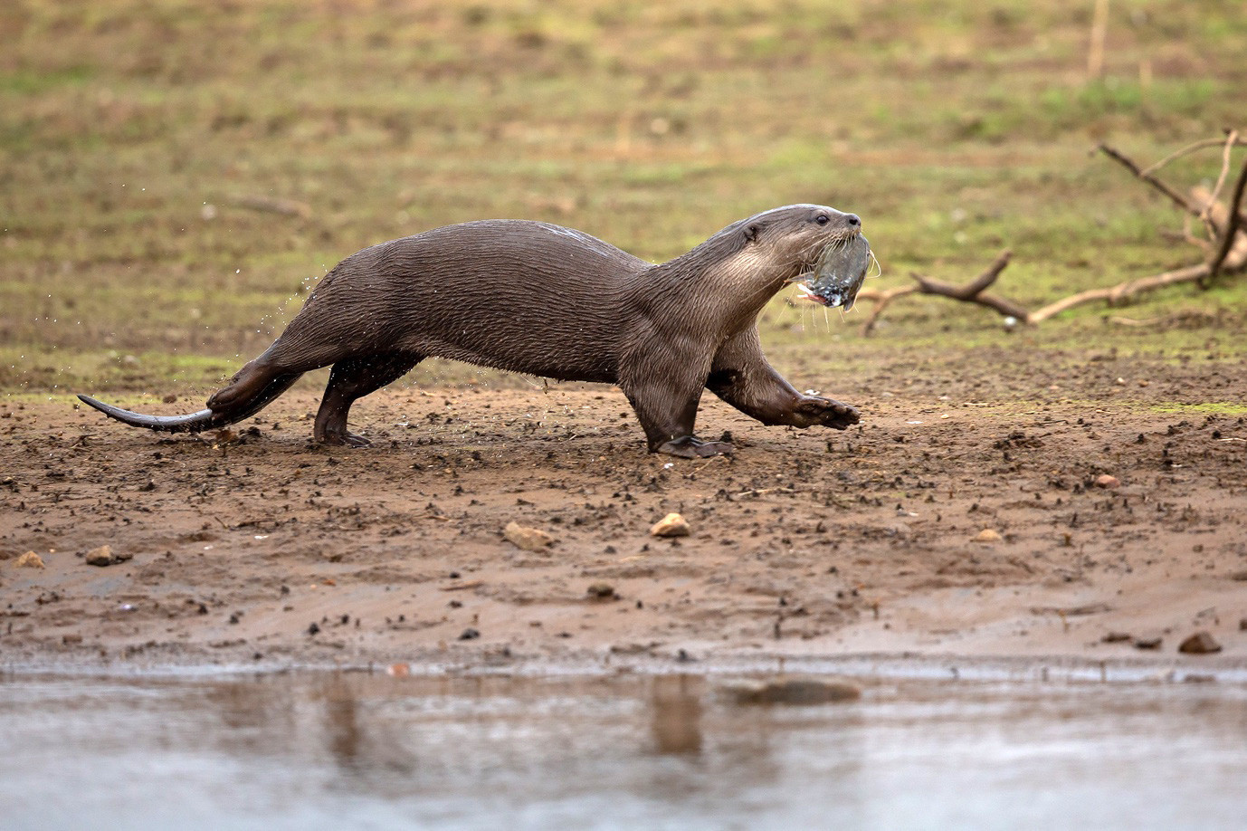 Smooth-coated Otter Lutrogale perspicillata in Cauvery Wildlife Sanctuary
