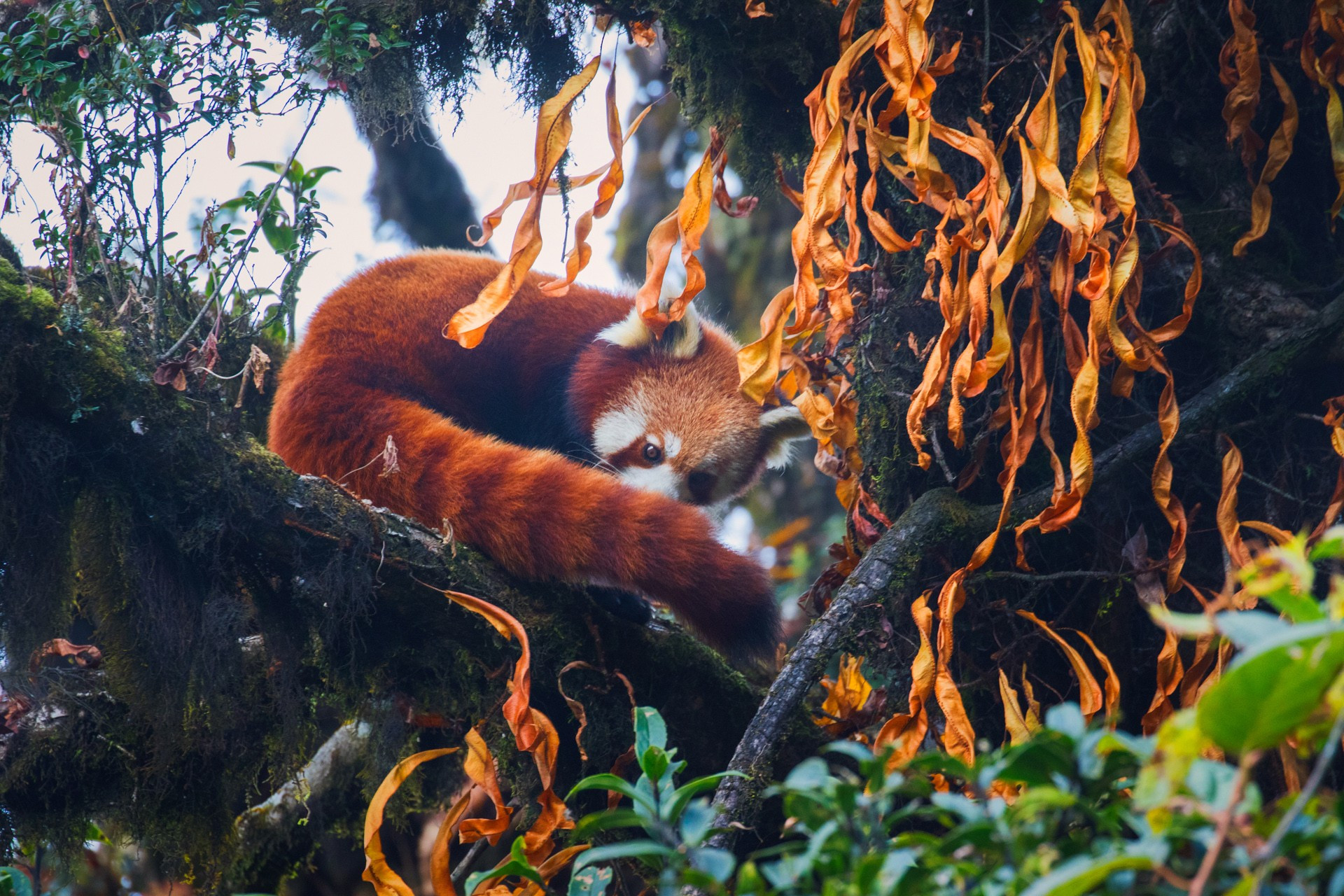      firefox | Nature Infocus