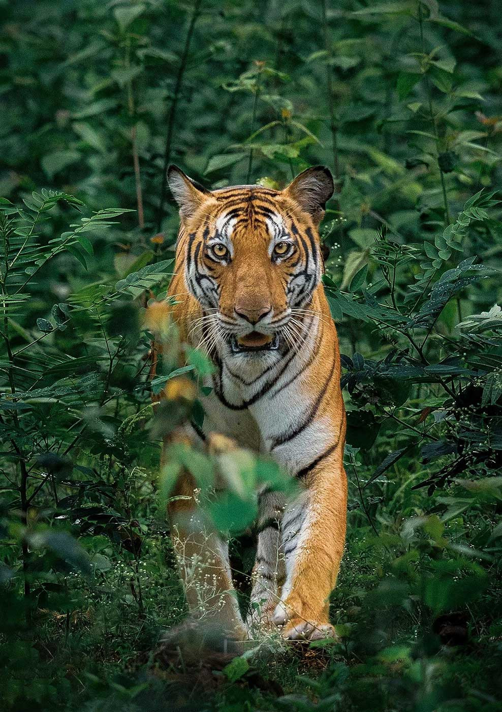 Tiger in Kabini, Nagarahole