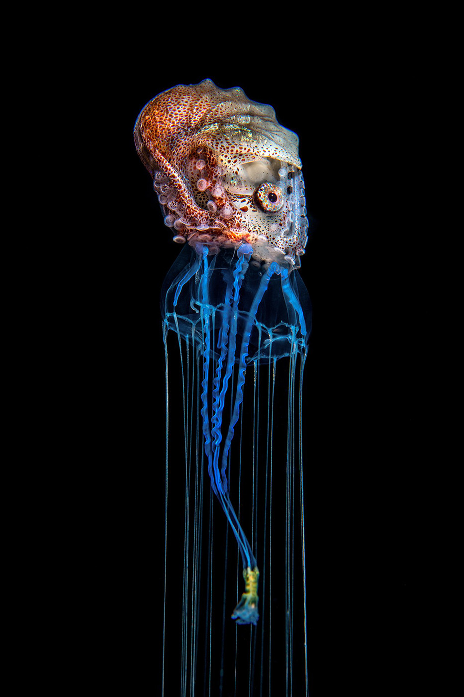 Animal behaviour   winner magnus lundgren mlu                   s v      px srgb - Magnus Lundgren: Winner Of The Special Jury Award, Nature inFocus Photography Awards 2020 | Nature inFocus