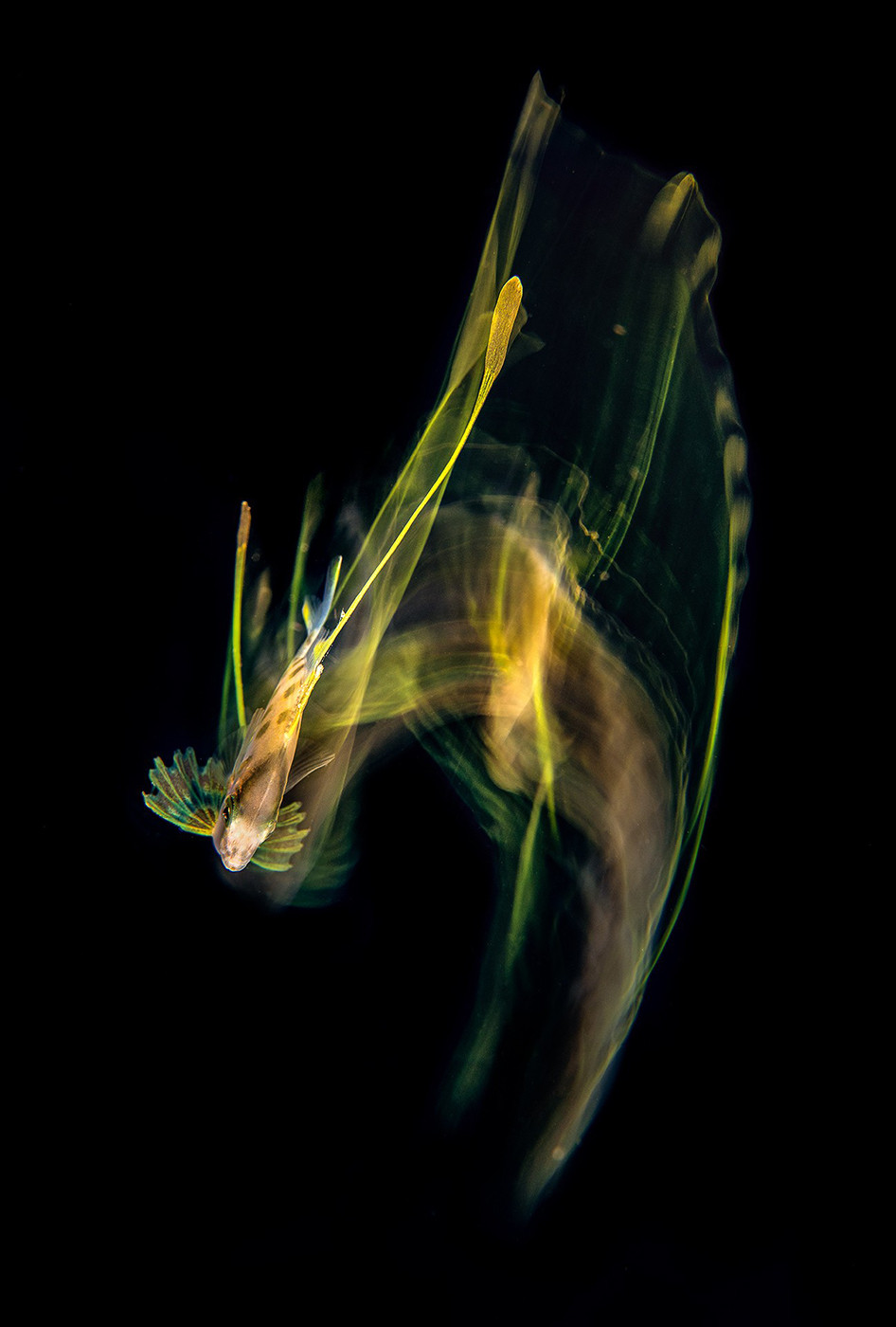 Magnus lundgren mlu                   s v      px srgb - Magnus Lundgren: Winner Of The Special Jury Award, Nature inFocus Photography Awards 2020 | Nature inFocus