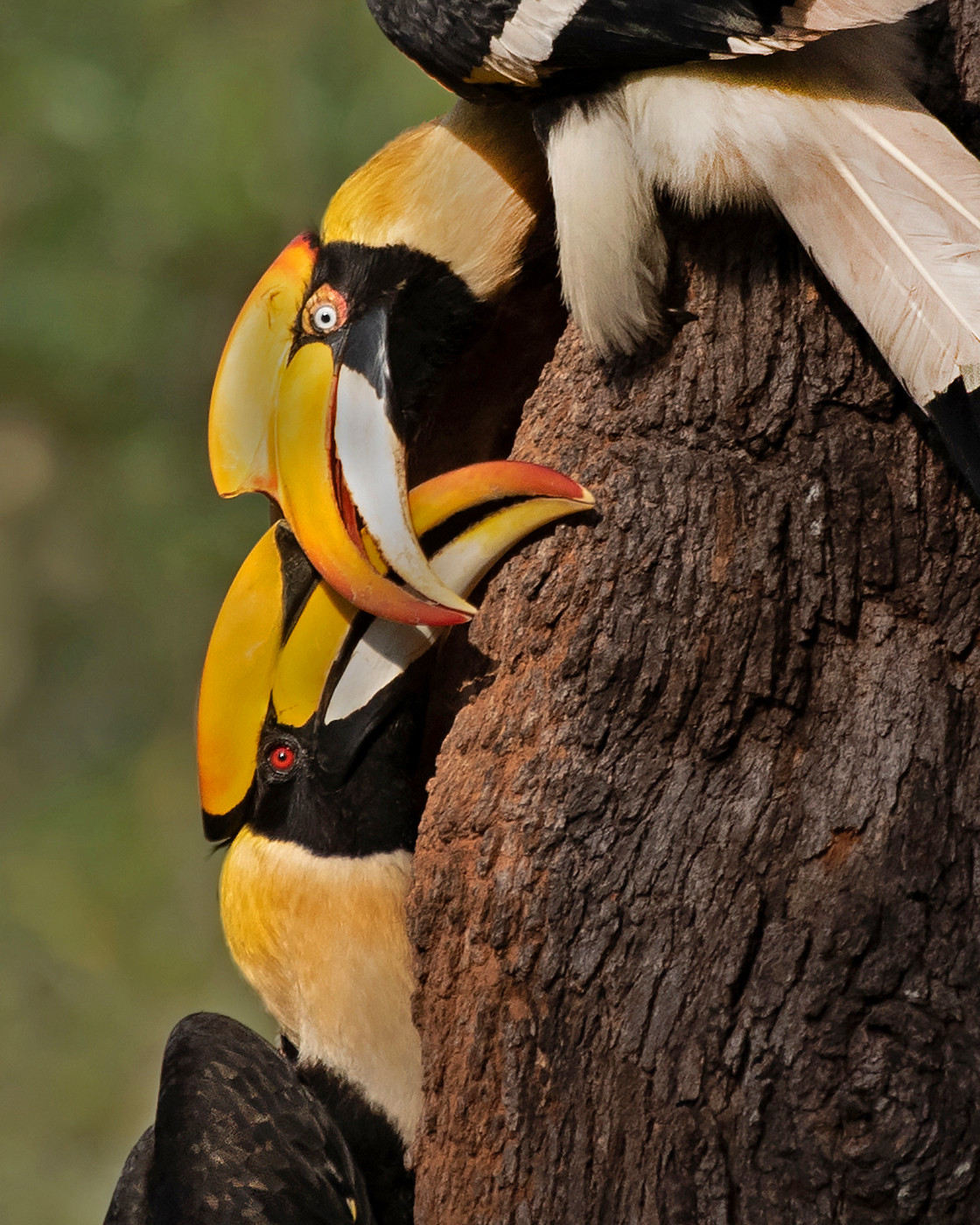 Siva kumar - Top 20 Hive Photographs Of 2020 | Nature inFocus