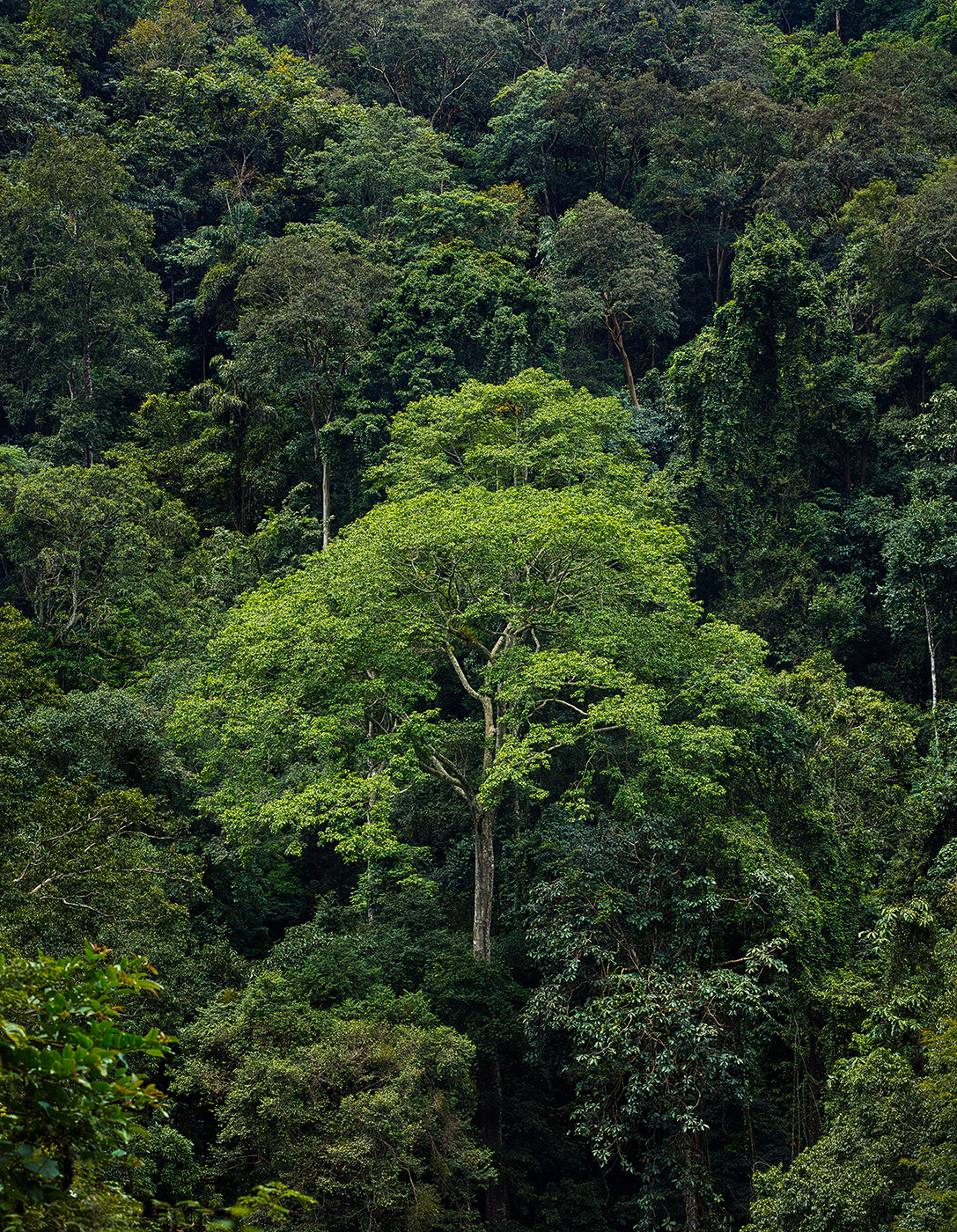 Tree in forest vignette - Celebrating The Forests Of Karnataka | Nature inFocus