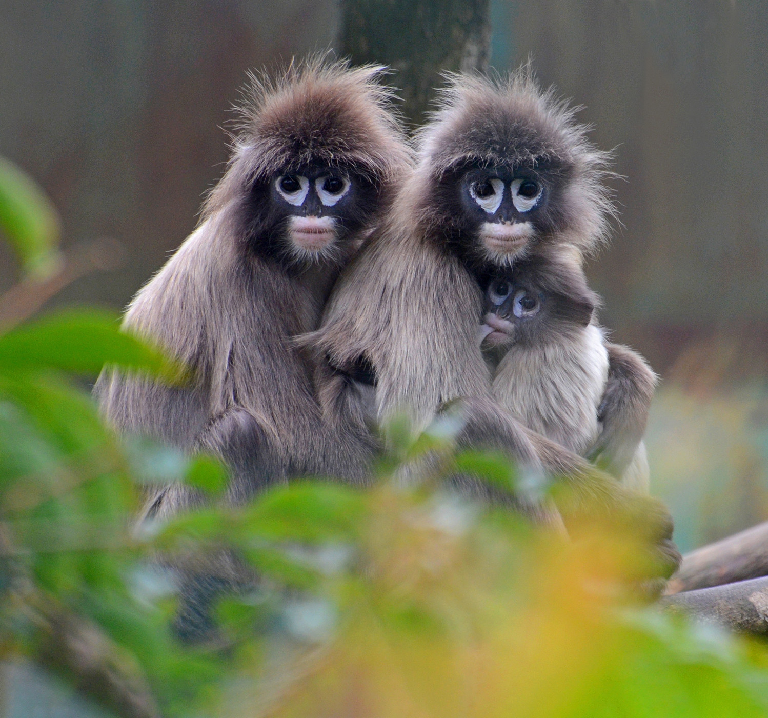 Tripura sumit nath dsc | Nature Infocus