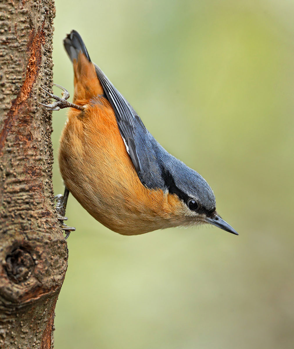 White-tailed Nuthatch (Sitta himalayensis)