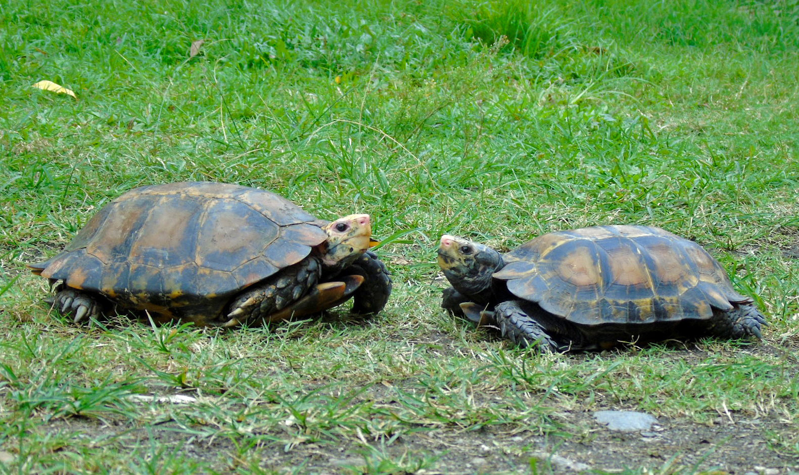 Impressed Tortoise - Manouria impressa