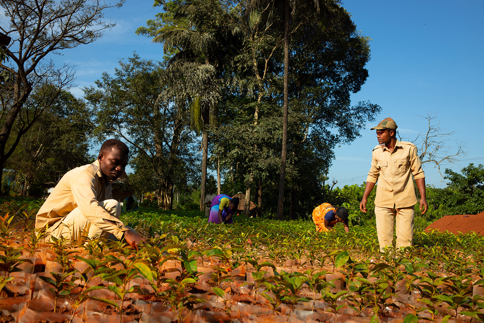 Manchikere nursery nif - Celebrating The Forests Of Karnataka | Nature inFocus