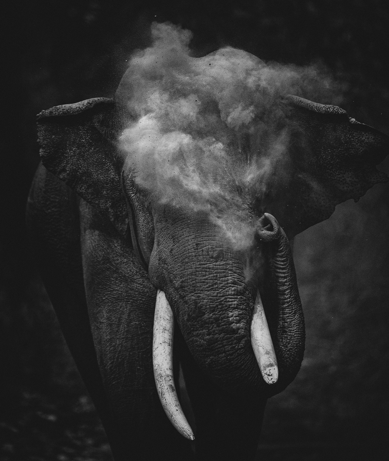 Young photographer winner sitara karthikeyan img - Nature inFocus Photography Awards 2020: The Winners | Nature inFocus