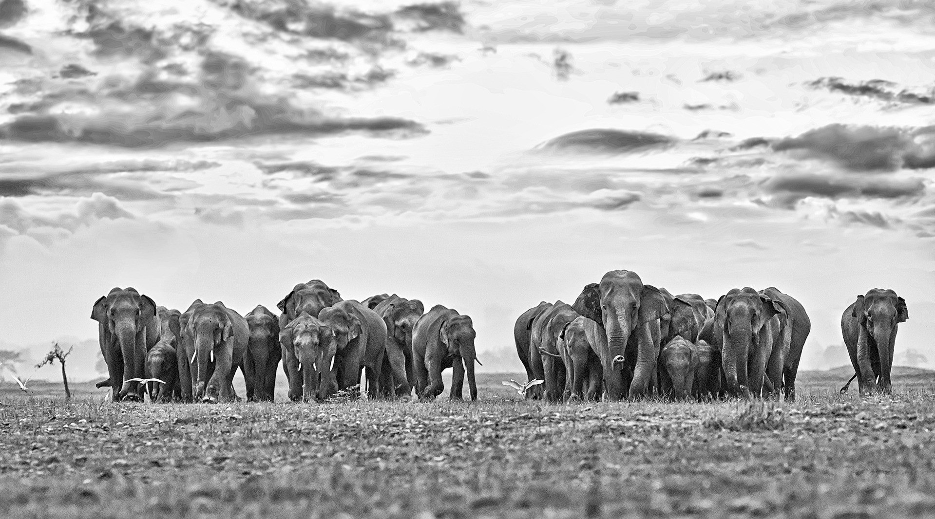 X          the herd came from nepal - #YearEnd: Our Favourite Stories Of 2020 | Nature inFocus