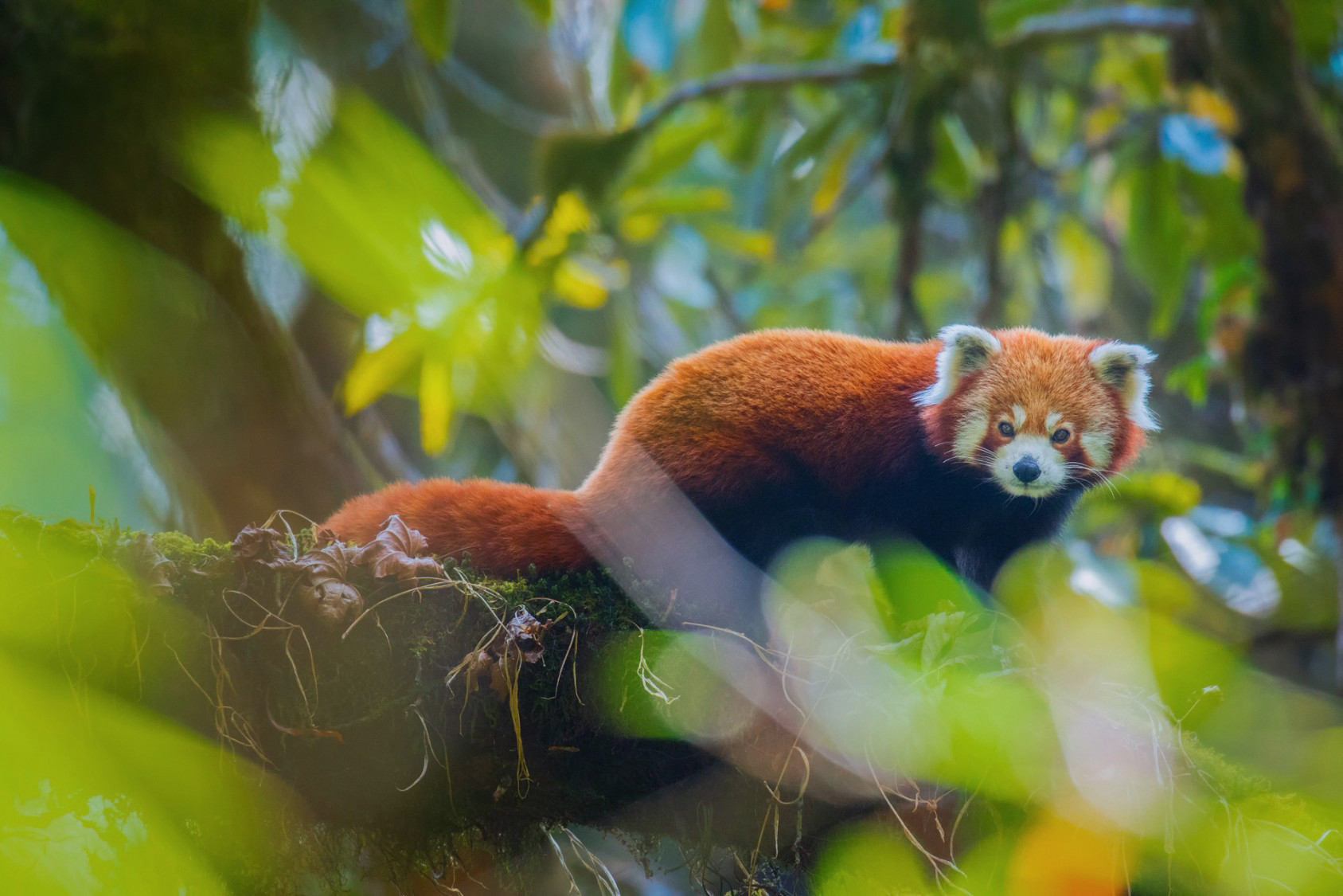 Sikkim Sourav Mondal portrait resize x | Nature Infocus