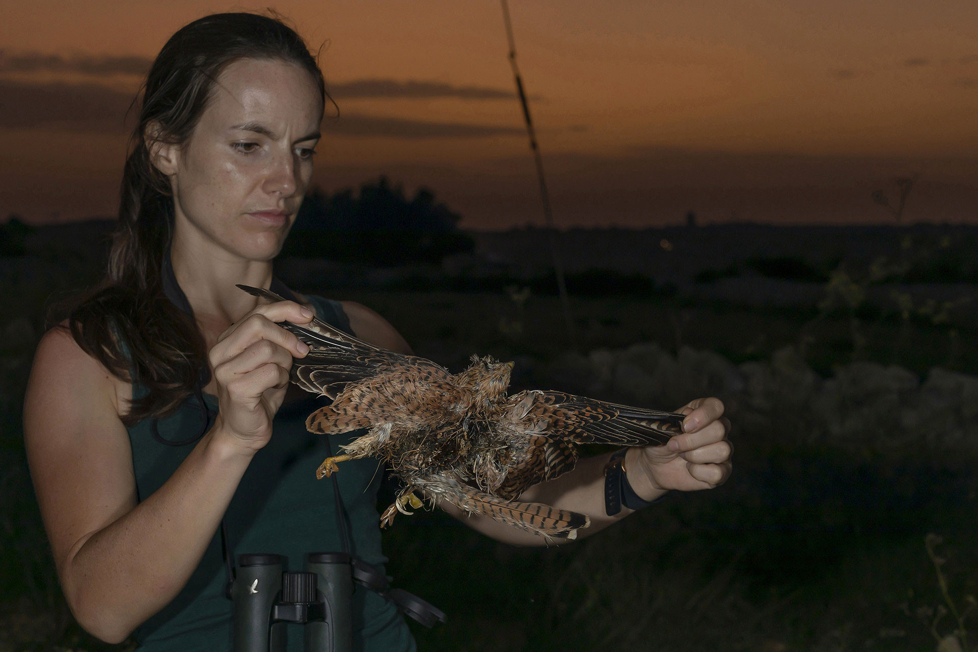 Lesser Kestrel hunted in Malta
