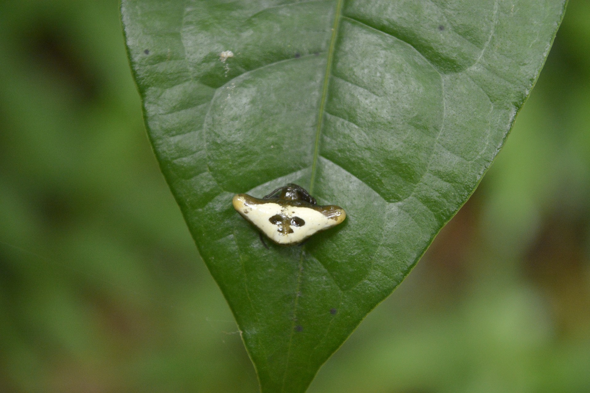 - A Peek Into Pakke's Invisible World | Nature inFocus