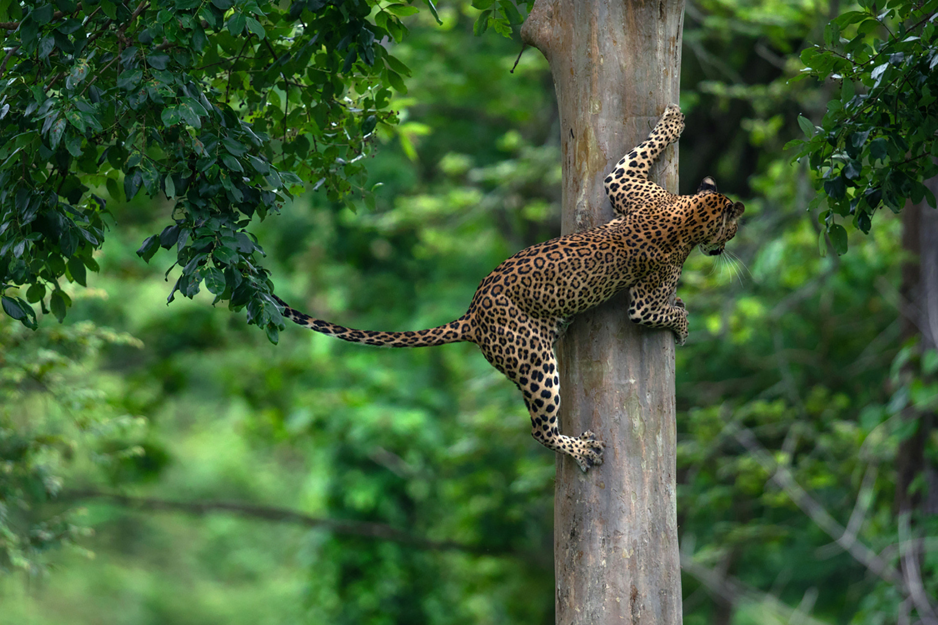 A leopard sliding down a tree in Nagarahole