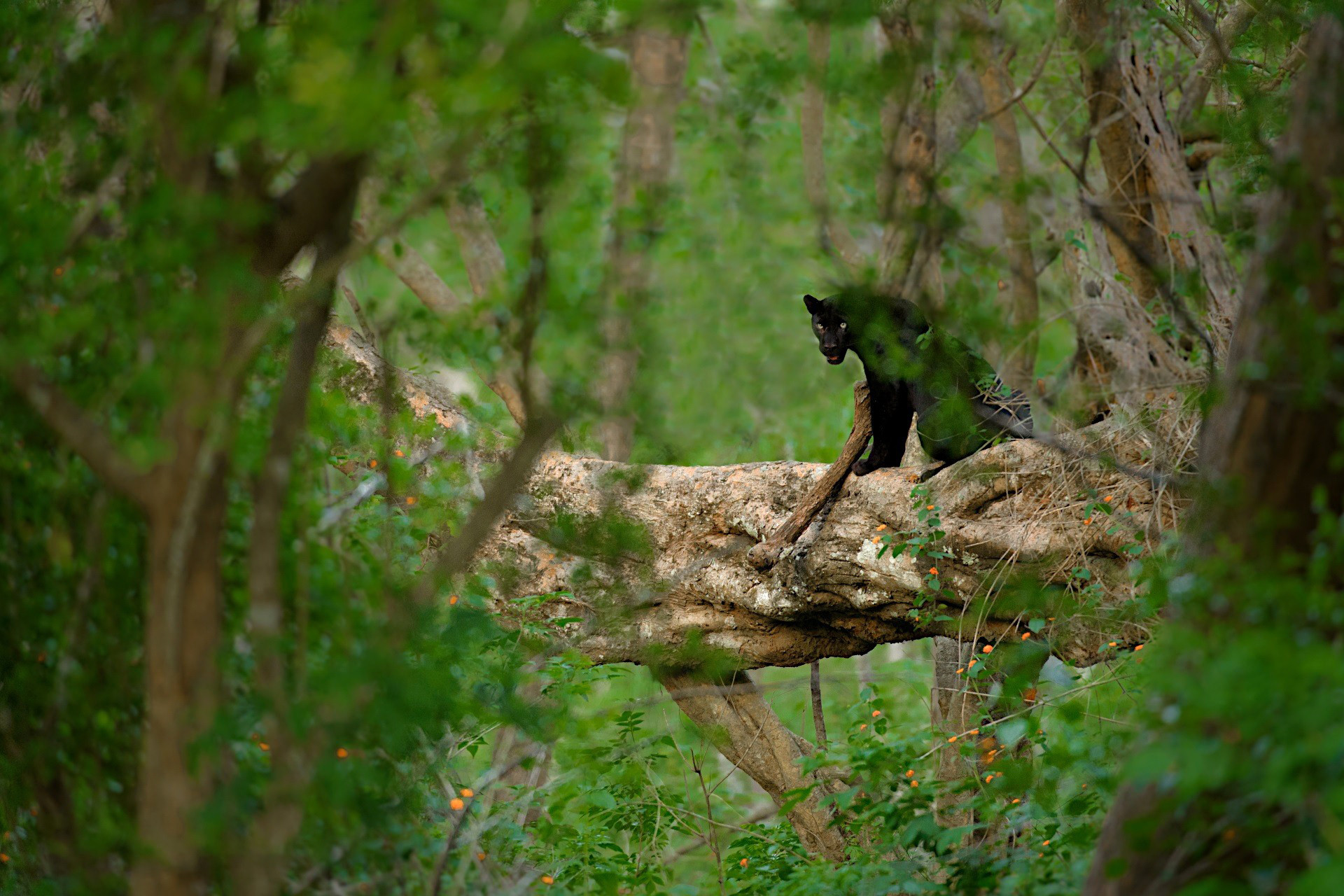 Black panther or melanistic leopard in Kabini, Nagarahole