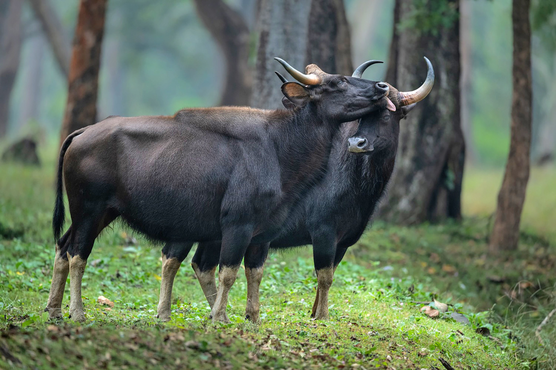 A pair of Indian Gaurs in Nagarahole National Park