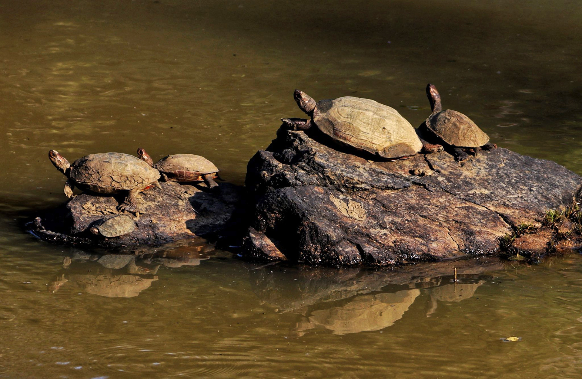 Indian Black Turtles in Kabini, Nagarahole