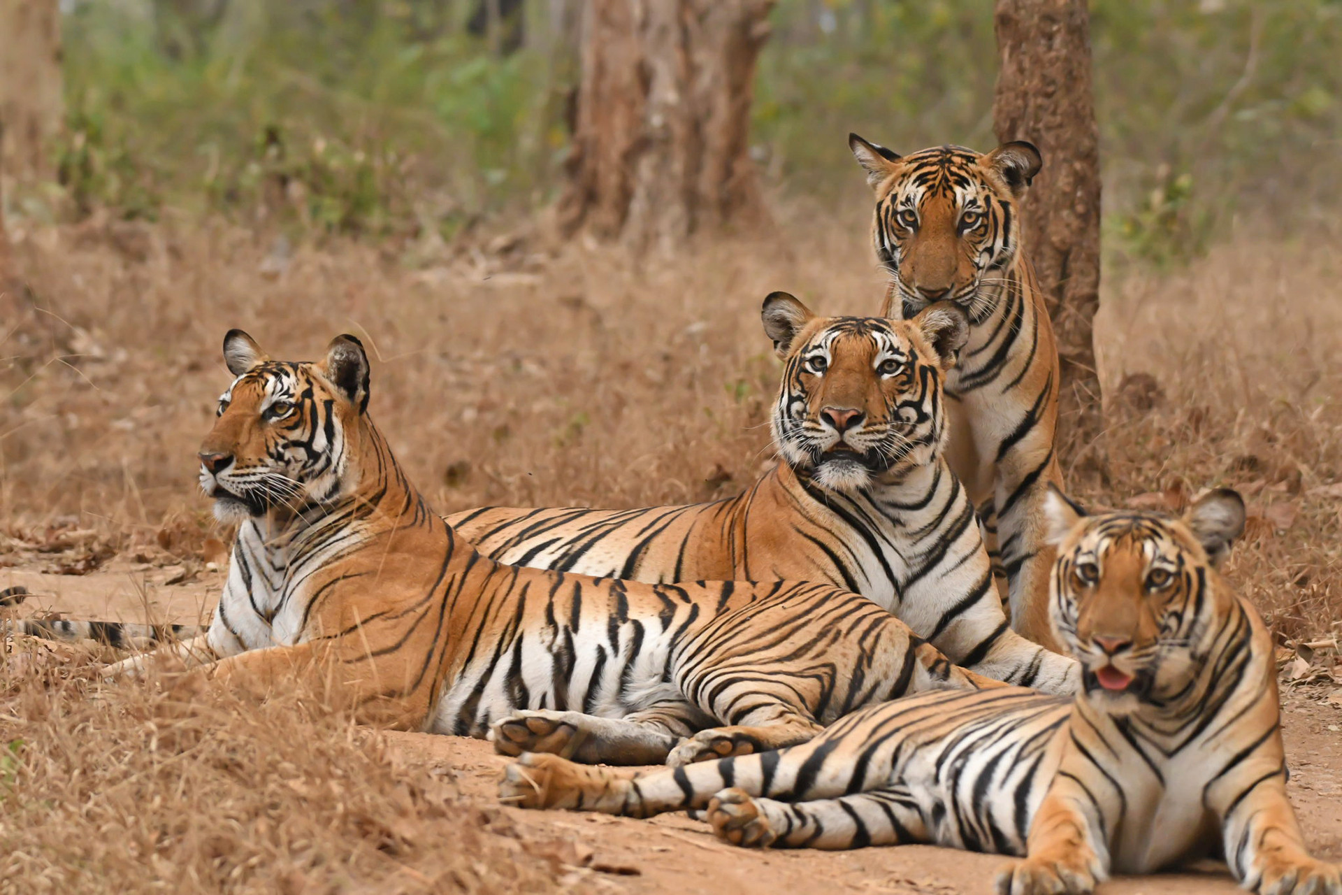 A female tiger with her litter of sub adult tiger cubs 