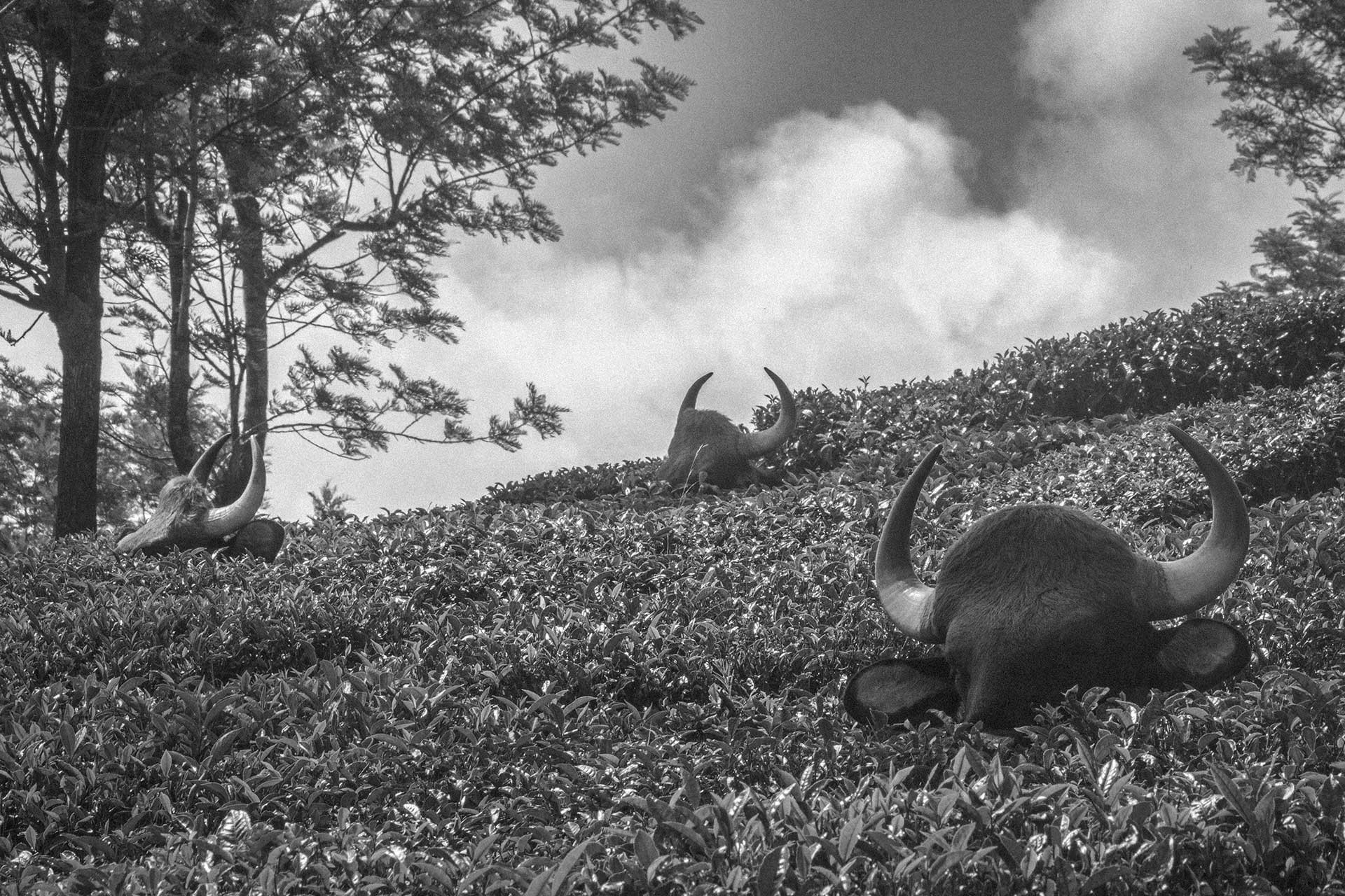 IMG | Nature Infocus