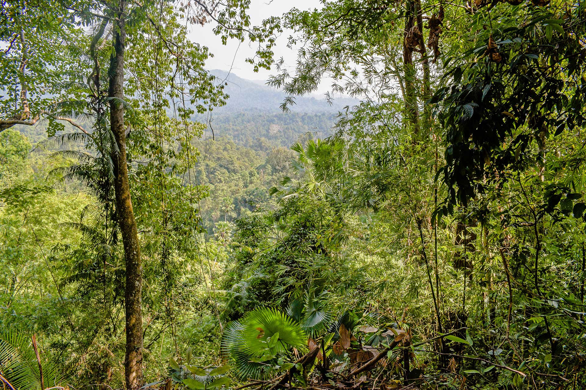 Rainforest in Pakke Tiger Reserve