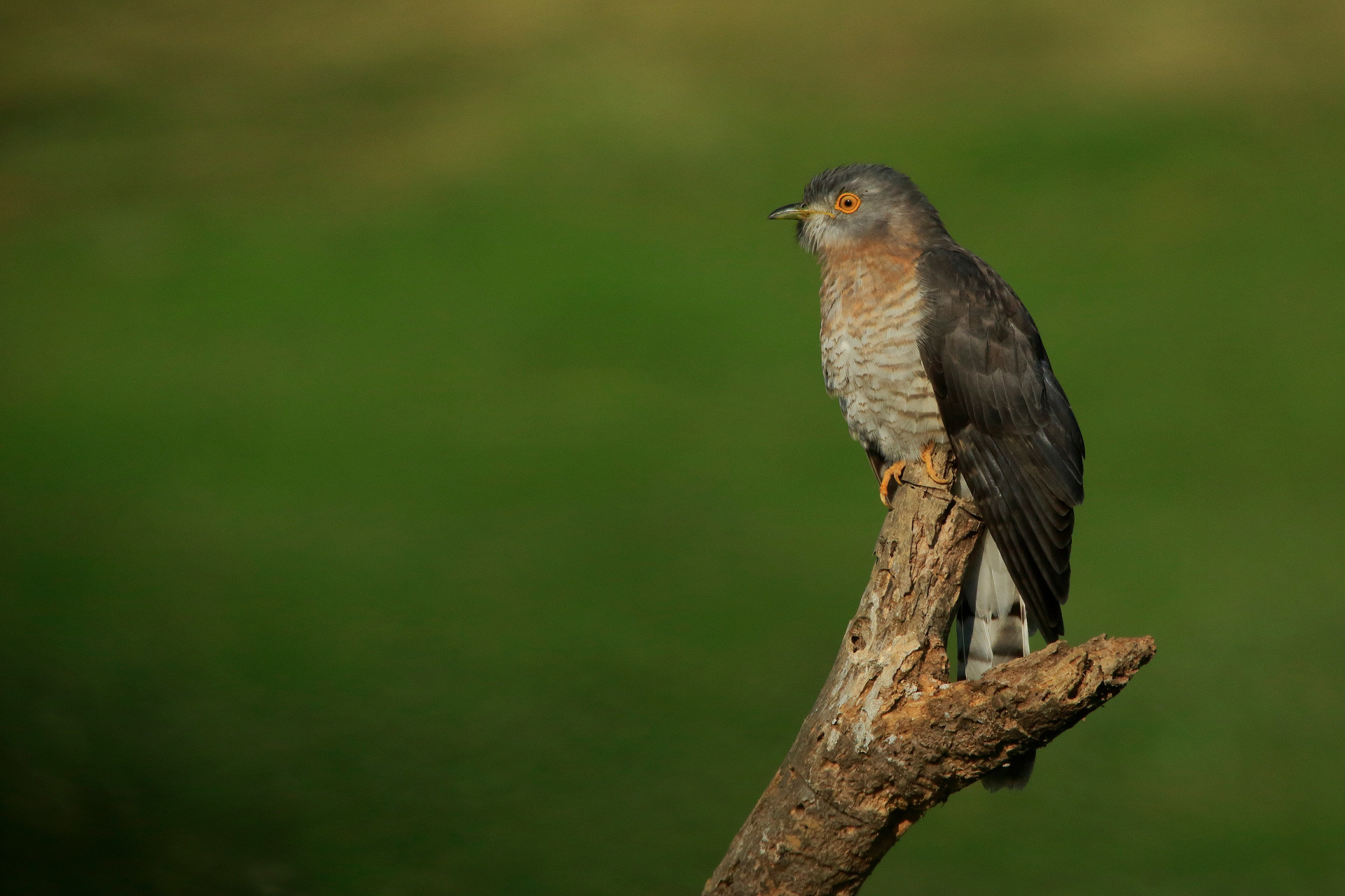 | Nature Infocus