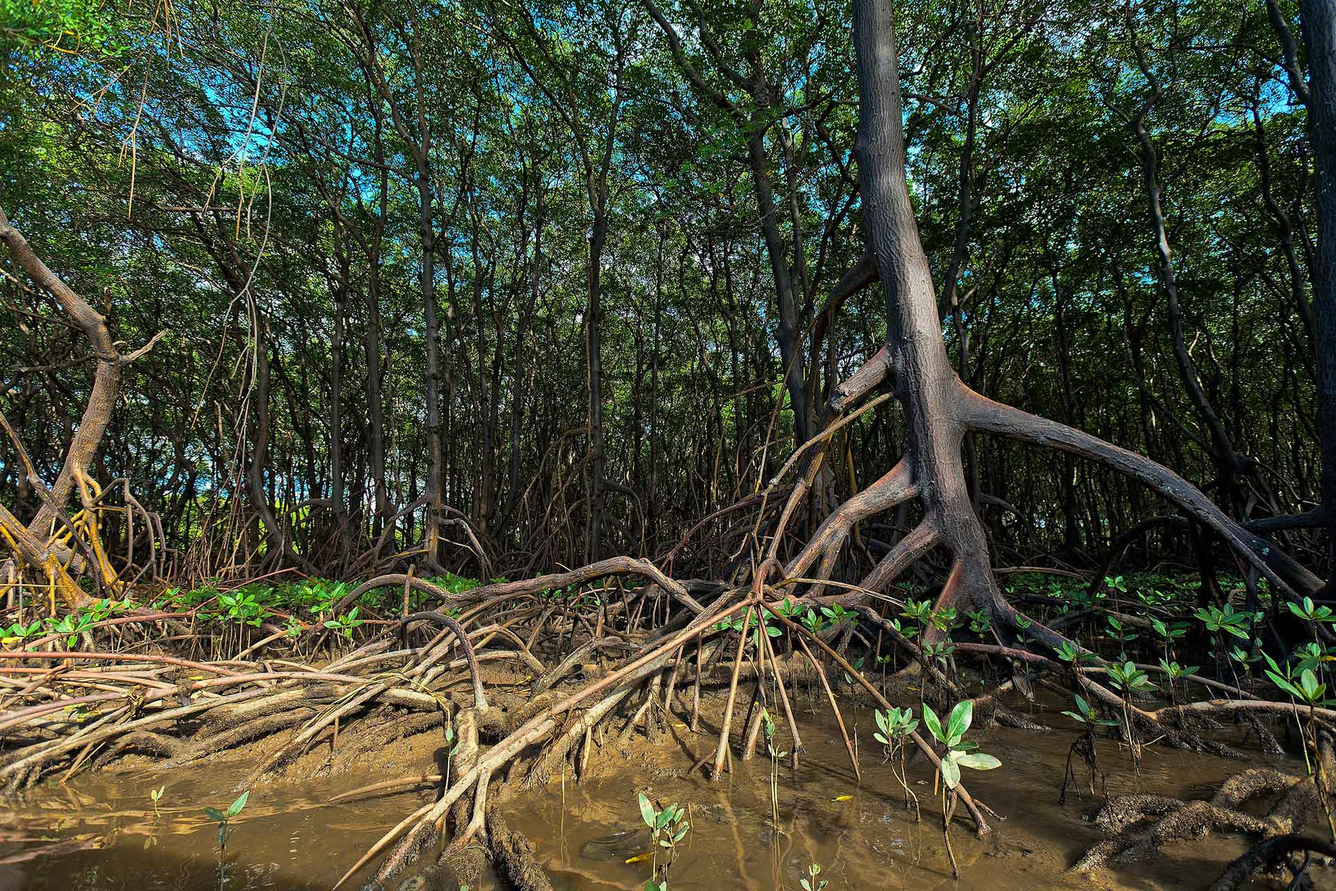 Image of a mangrove forest 