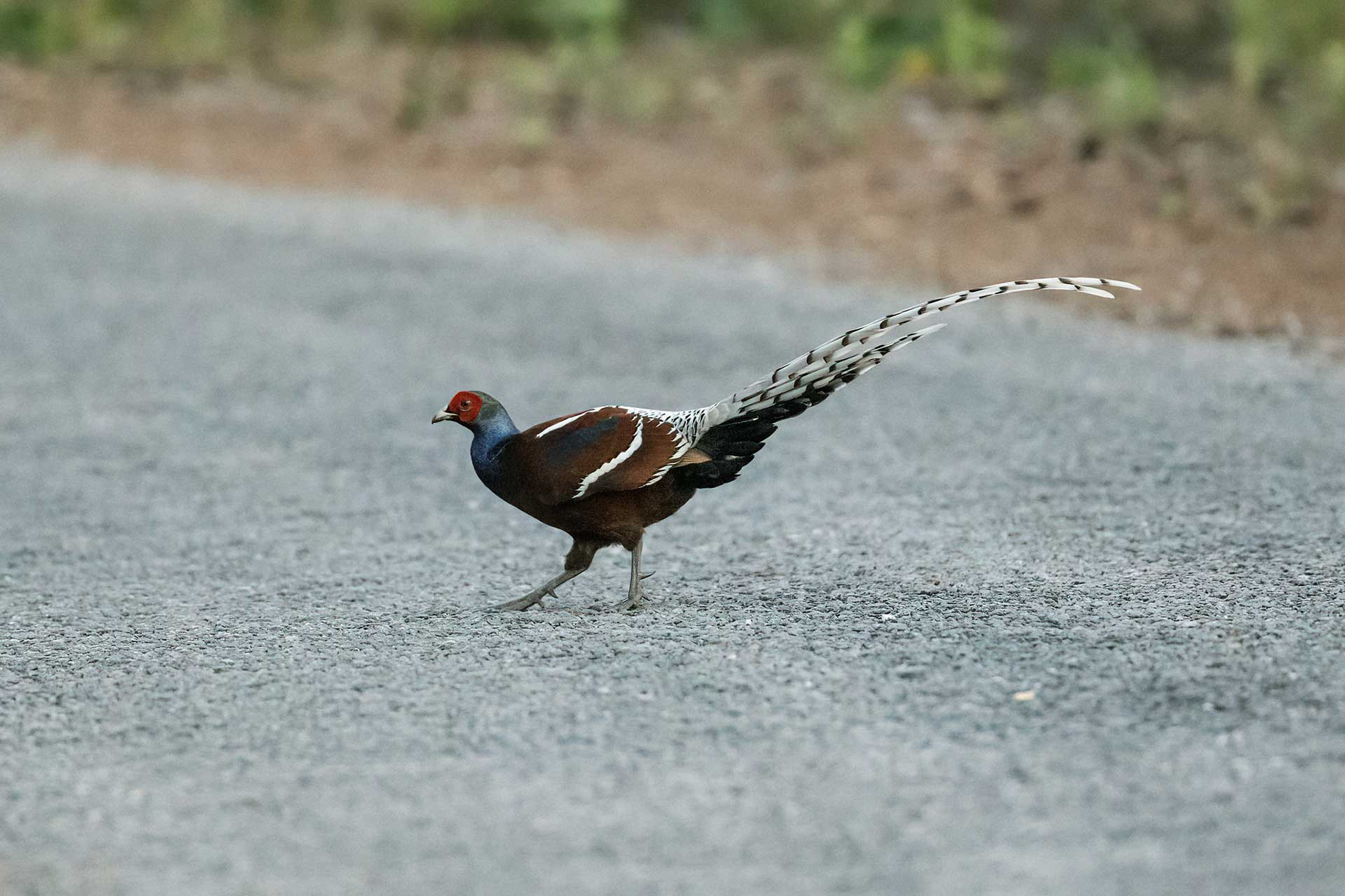 Hume’s Pheasant (Syrmaticus humiae) | Nature inFocus
