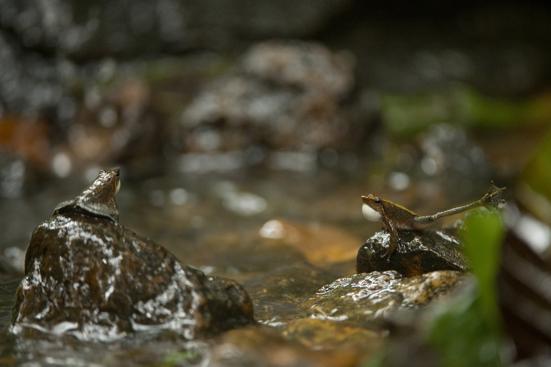 - The Foot-Flagging Frogs Of The Western Ghats | Nature inFocus