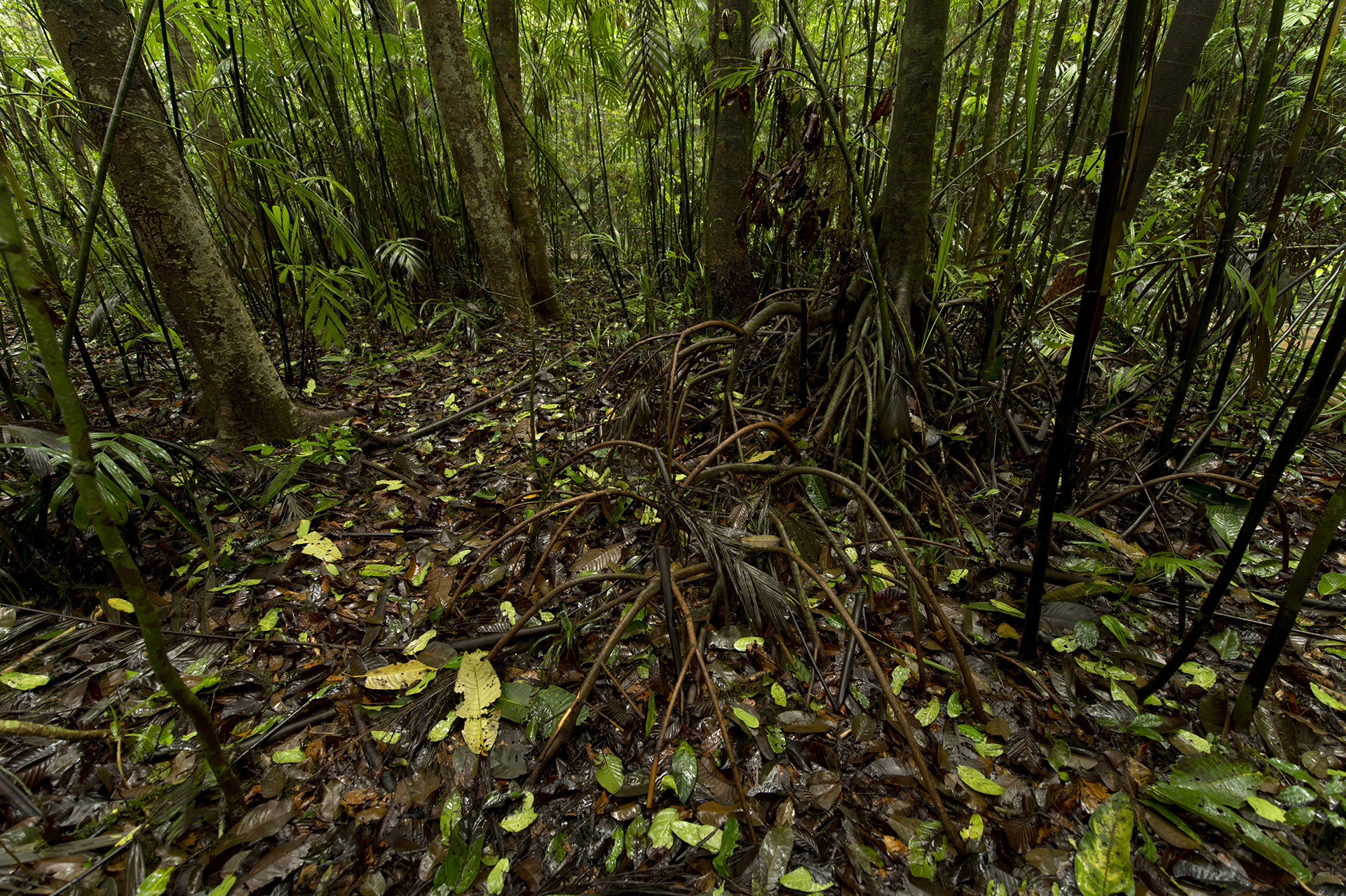 - The Foot-Flagging Frogs Of The Western Ghats | Nature inFocus