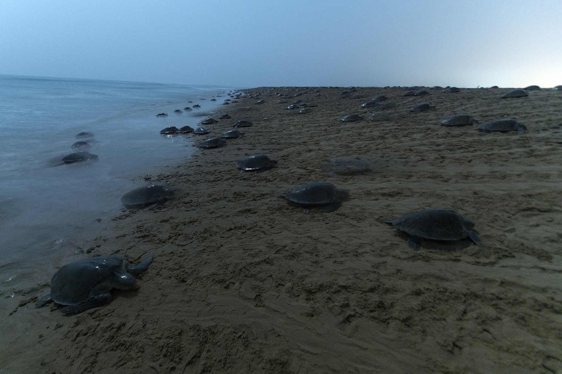 An Olive Ridley arribada in Rushikulya
